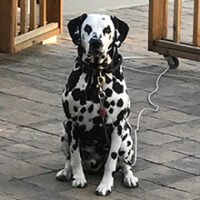 Pawshco