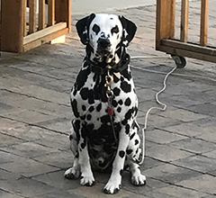 Pawshco